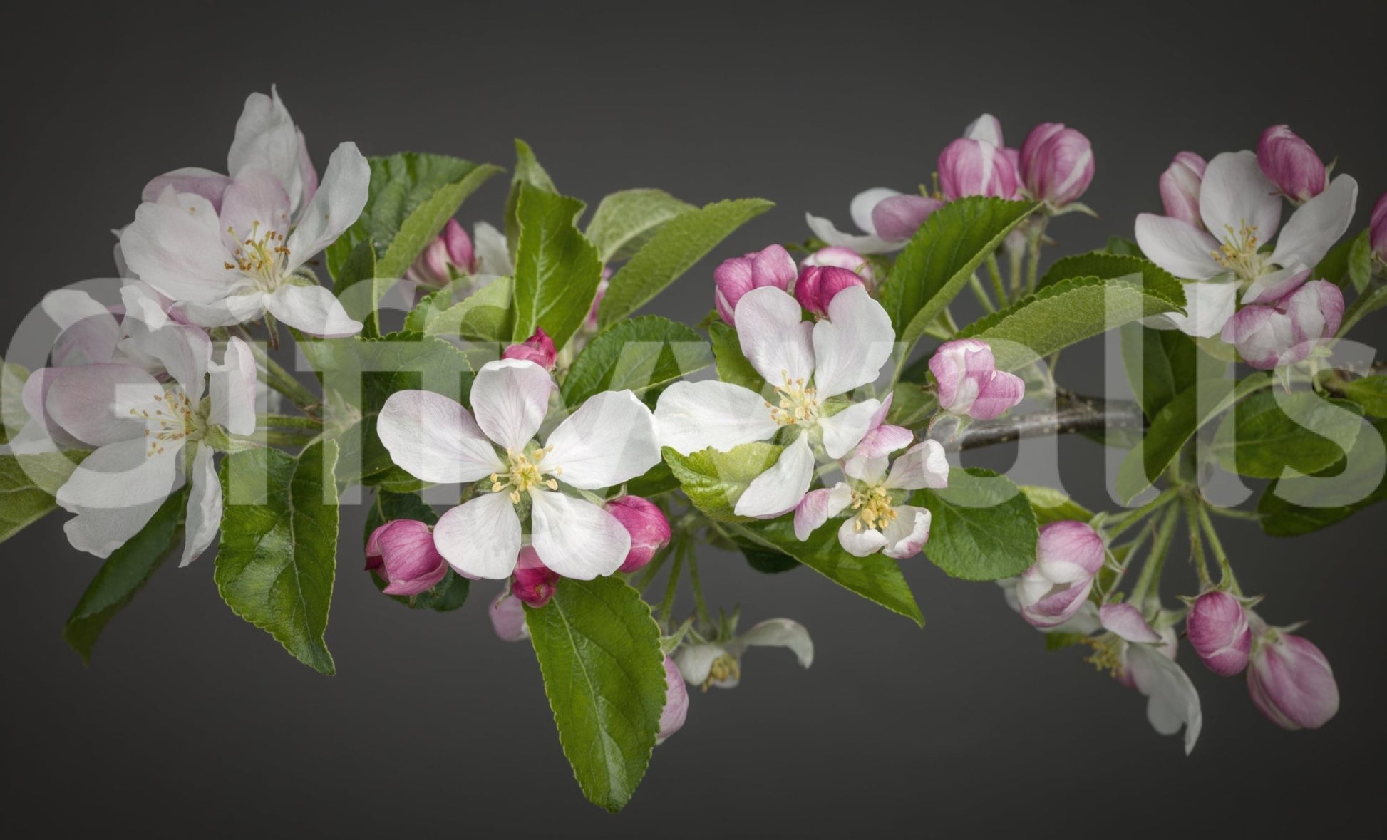 Tree branch Apple Blossom Charm wall print green leaves buds.