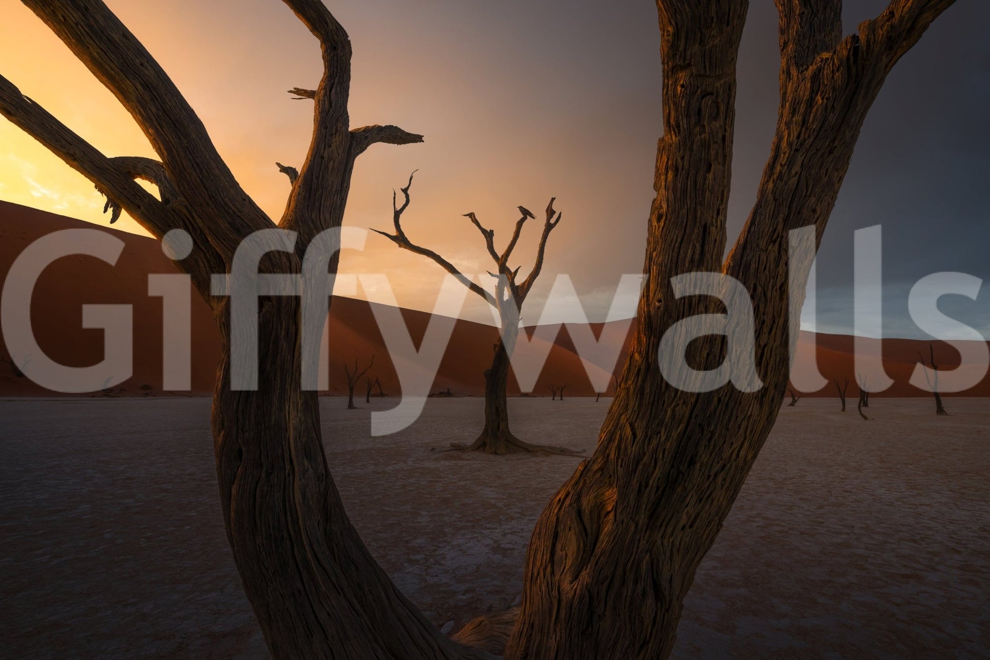 Arid Woodland Ghost wall mural, dead trees, orange desert dunes., GD6938