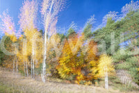 Captures the essence of an autumn forest in lively, artistic motion.
