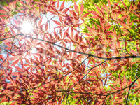 Autumn Leaves Wall Mural