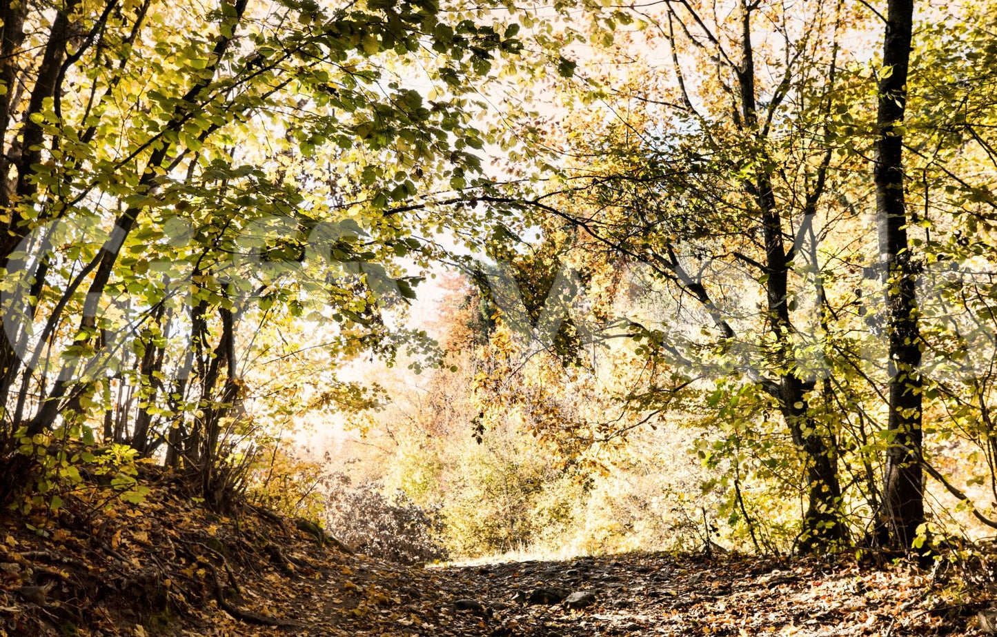 Captures the essence of a peaceful autumn stroll.
