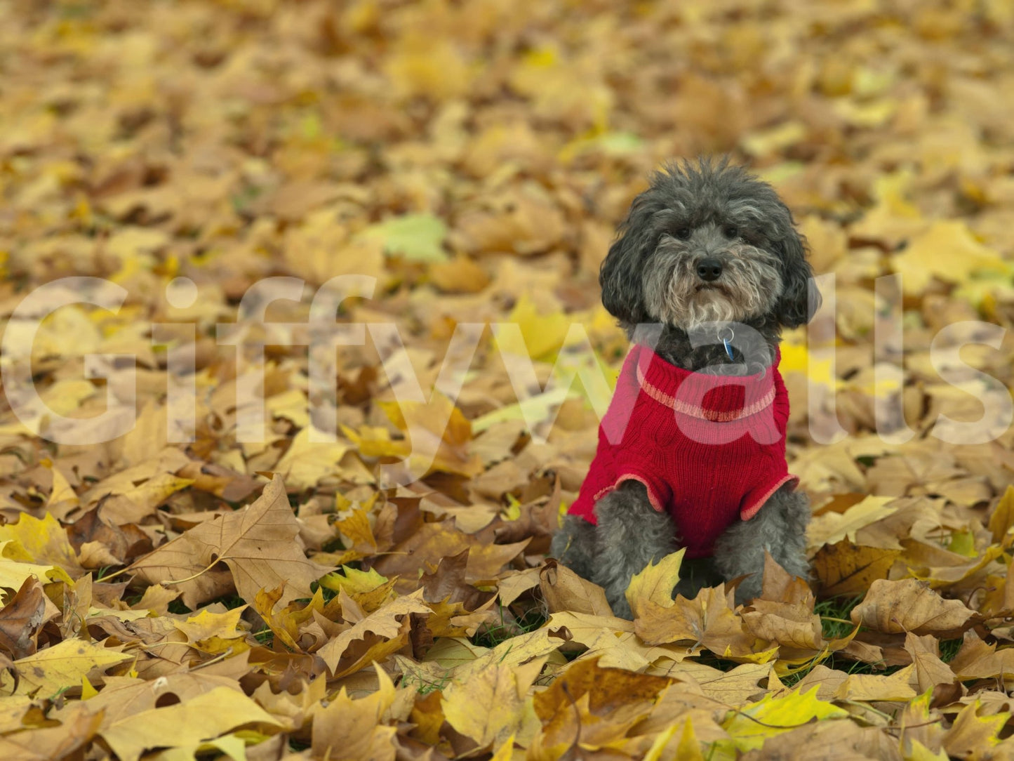 Golden foliage backdrop Autumn Pup Wall Mural design.