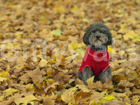 Golden foliage backdrop Autumn Pup Wall Mural design.