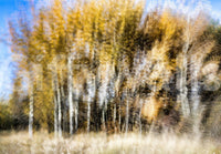 Provides a graceful and artistic backdrop.
