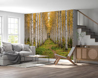 White birch trees in Autumnal Birch Haven wall mural art, GD9134