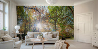 Sunbeams through fall trees wallpaper

