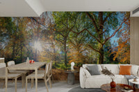 Warm sunlit forest wallpaper for walls

