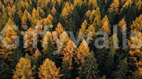 Scenic woodland wall mural with Autumnal Woods Symphony fall colors, GD9251