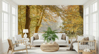 Landscape wall mural of a misty autumn morning for a quiet study space.