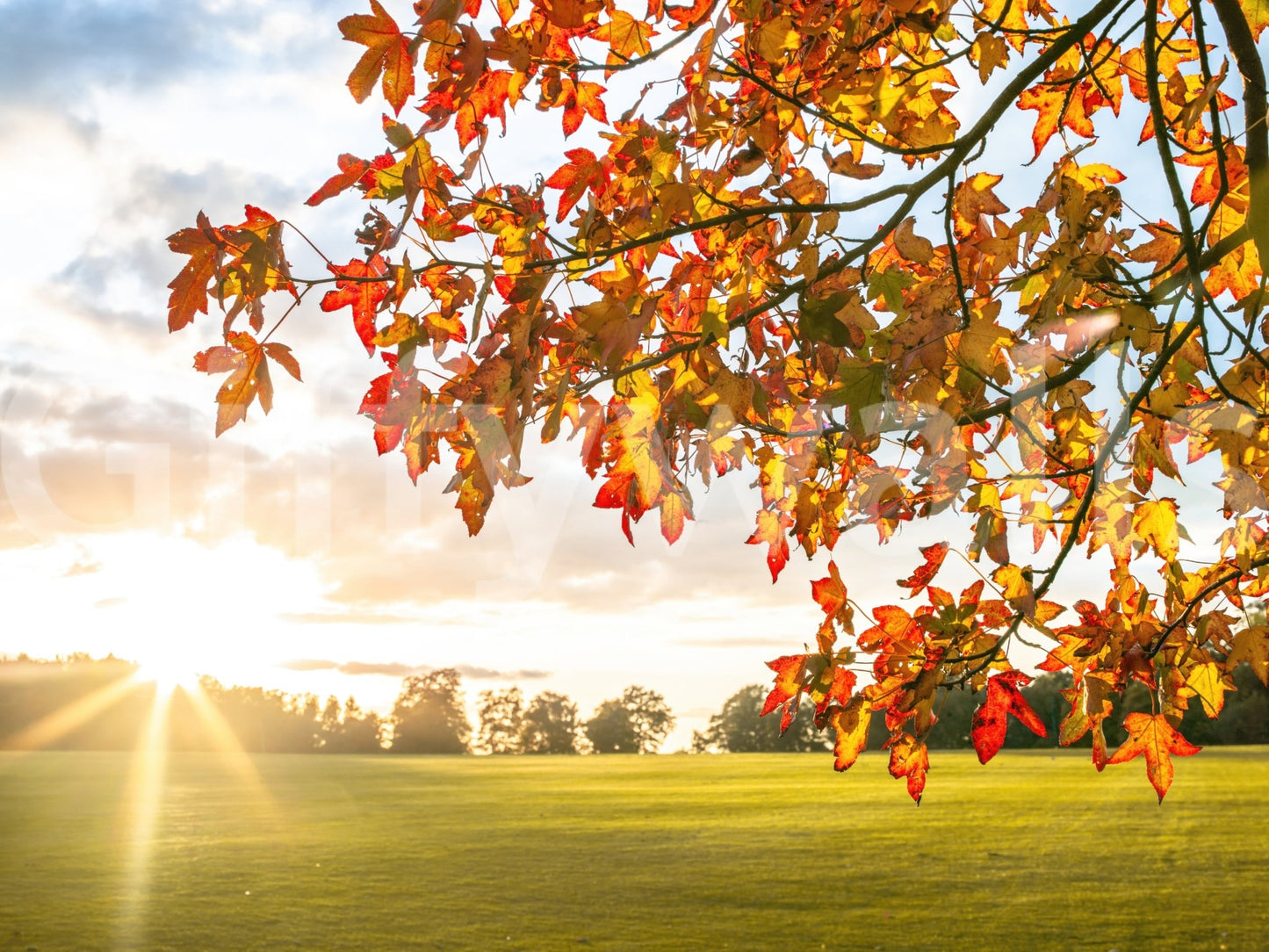 Golden foliage branches in Autumn's Golden Symphony Wall Mural with bright horizon glow, GD8631