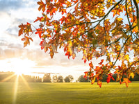 Golden foliage branches in Autumn's Golden Symphony Wall Mural with bright horizon glow, GD8631