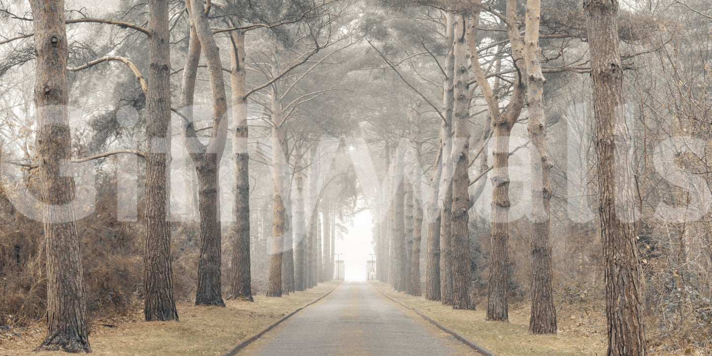 Calm woodland scene wallpaper for home spaces

