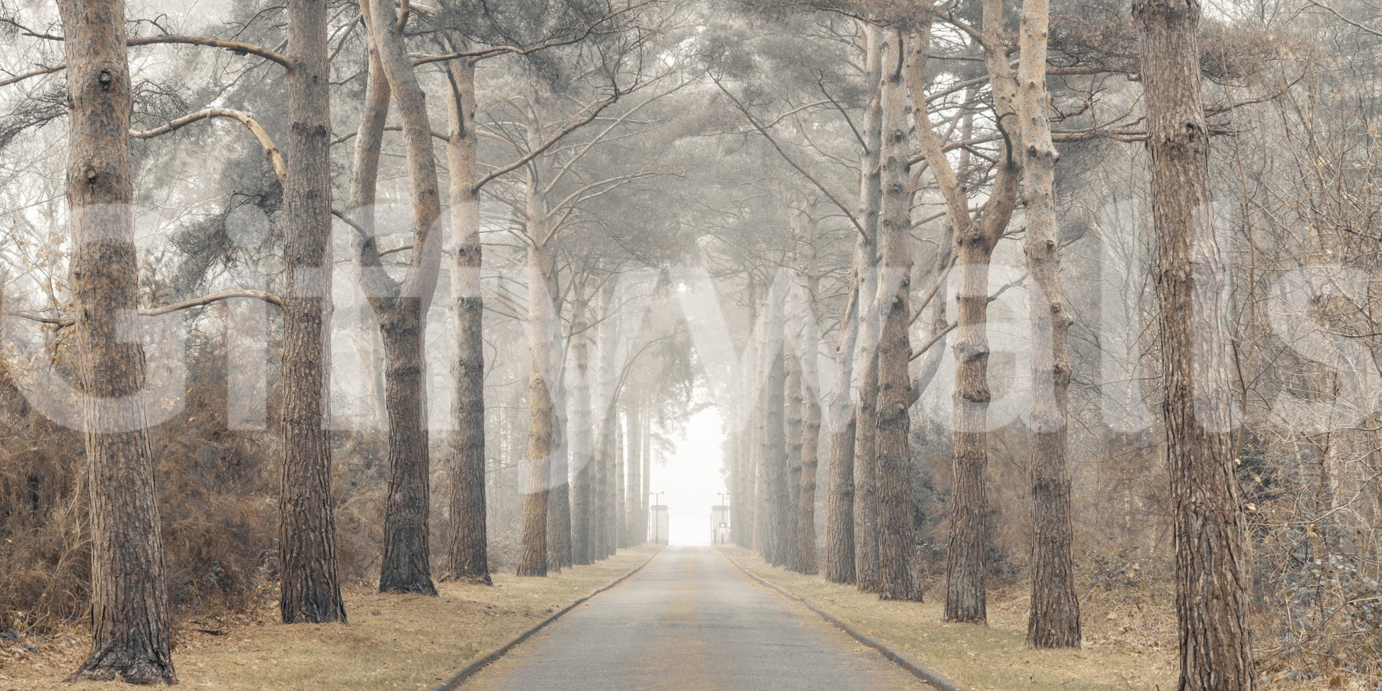 Calm woodland scene wallpaper for home spaces

