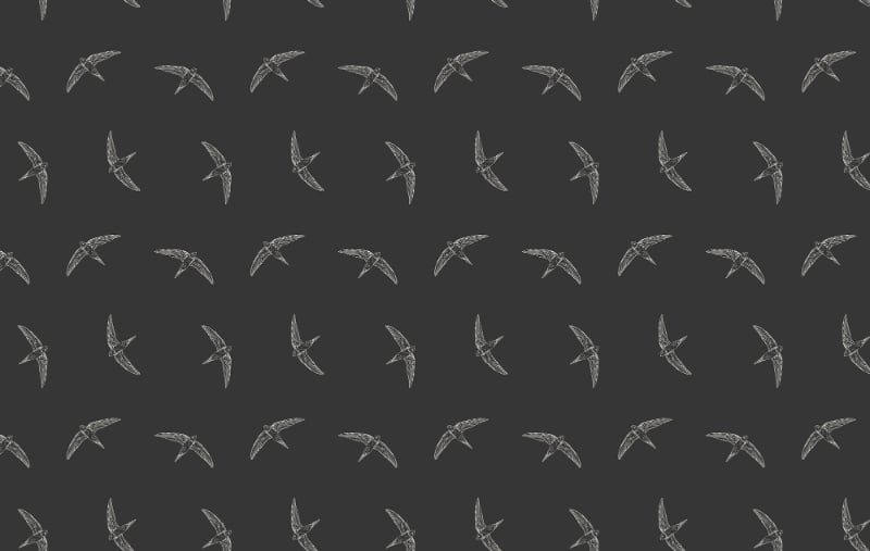 Mesmerizing Flying Swallow Bird Black Wallpaper
