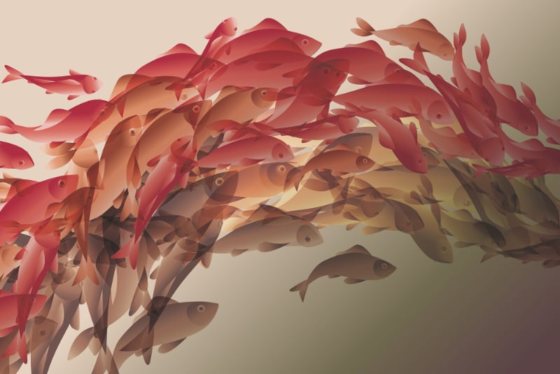 Koi Fish Wallpaper Murals