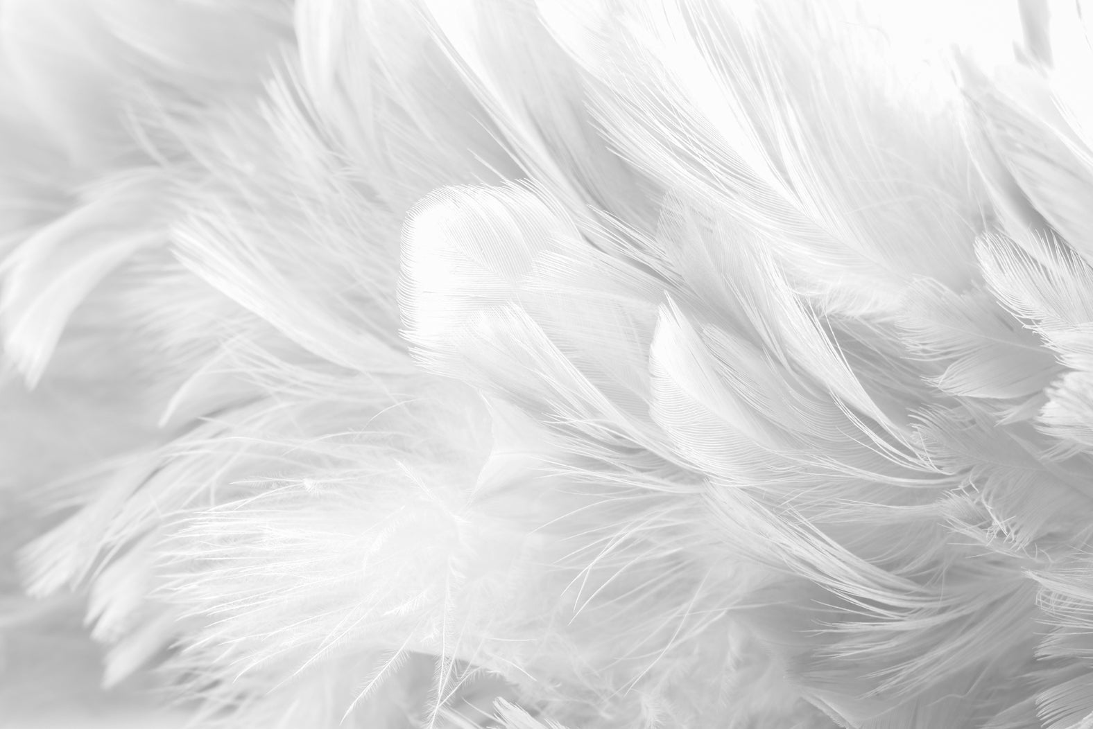 Stunning White Bird Feather Murals
