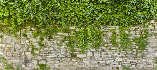 Stunning Greenery Wallpaper Murals