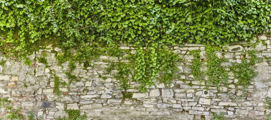 Stunning Greenery Wallpaper Murals