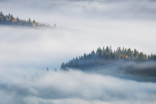 Foggy Forest Maple Wallpaper Murals