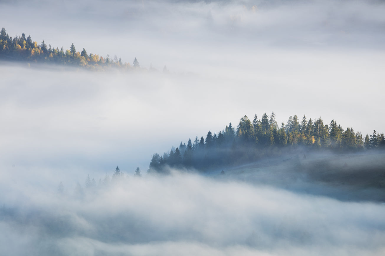 Foggy Forest Maple Wallpaper Murals