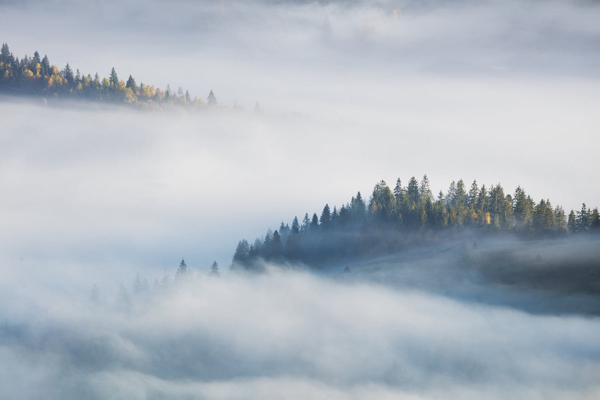 Foggy Forest Maple Wallpaper Murals in your room — zoomed