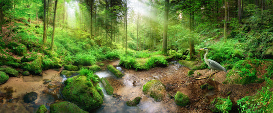 Natural Green Forest Wallpaper Murals
