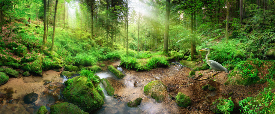 Natural Green Forest Wallpaper Murals in your room — zoomed