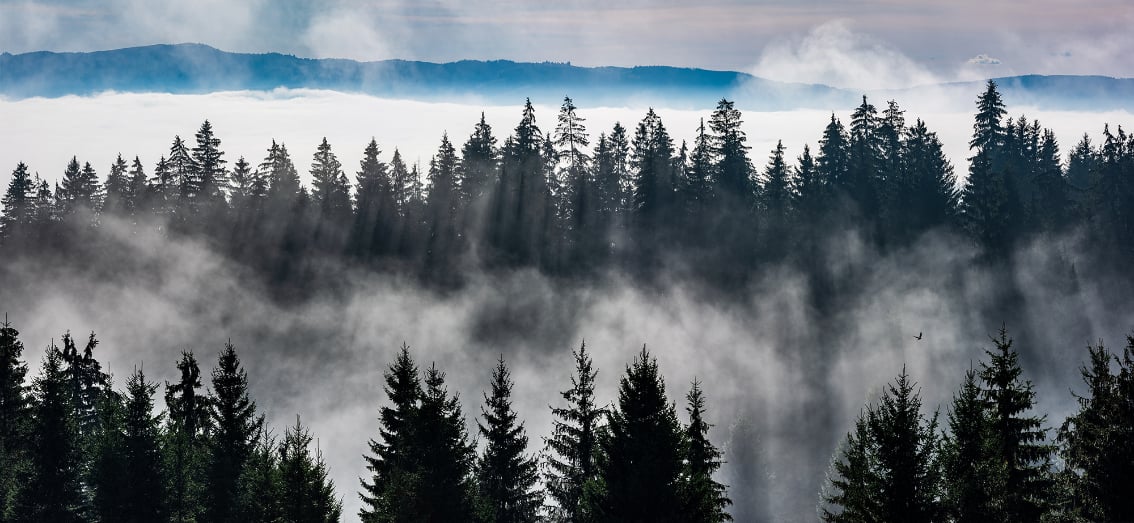 Forest Mountain Wall Murals in your room — zoomed
