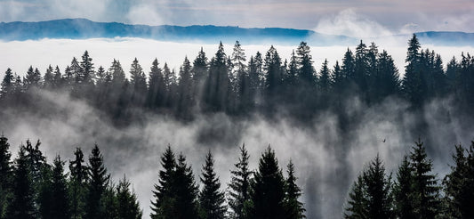 Forest Mountain Wall Murals