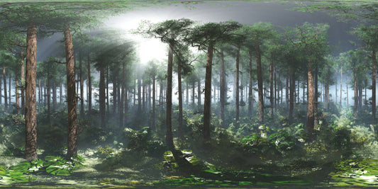 Tropical Foggy Forest Wallpaper Murals