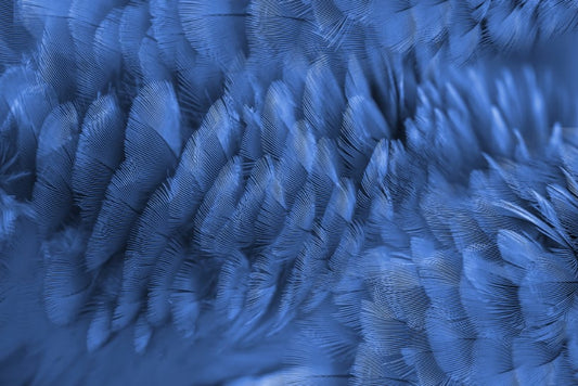 Blue Gold Macaw Feather Wallpaper