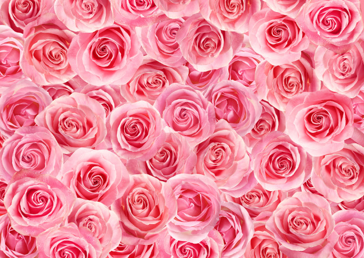 Blush Pink Roses Peel and Stick Wallpaper