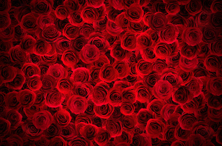Stunning Bright Red Roses Wallpaper in your room — zoomed