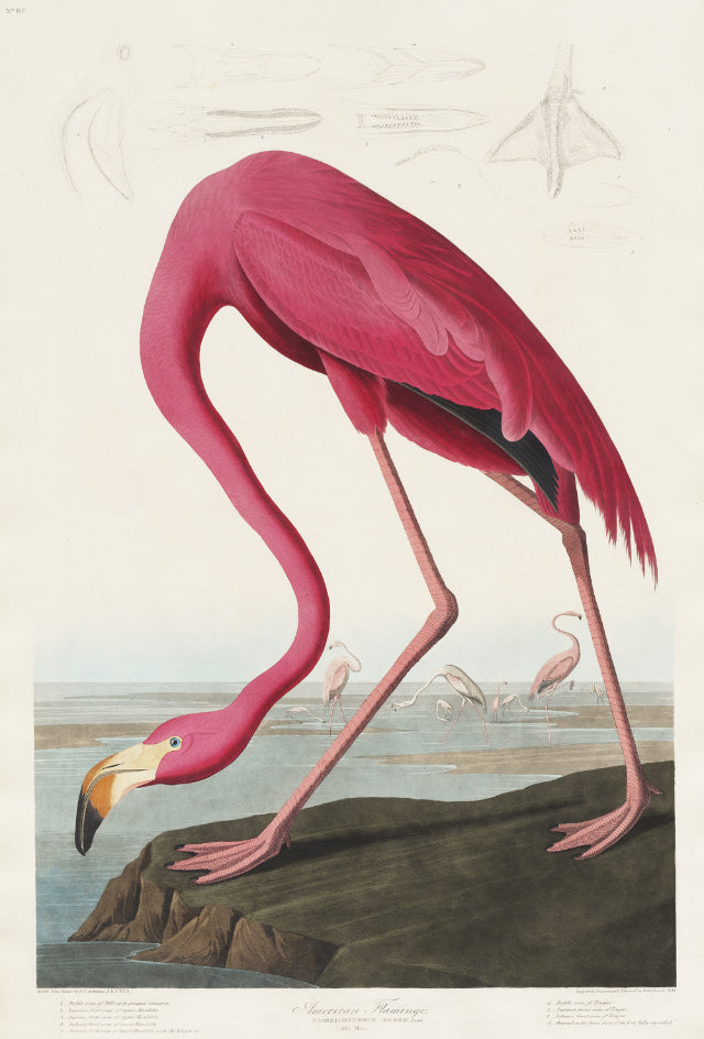 American Flamingo John James Audubo Mural Wallpaper in your room — zoomed