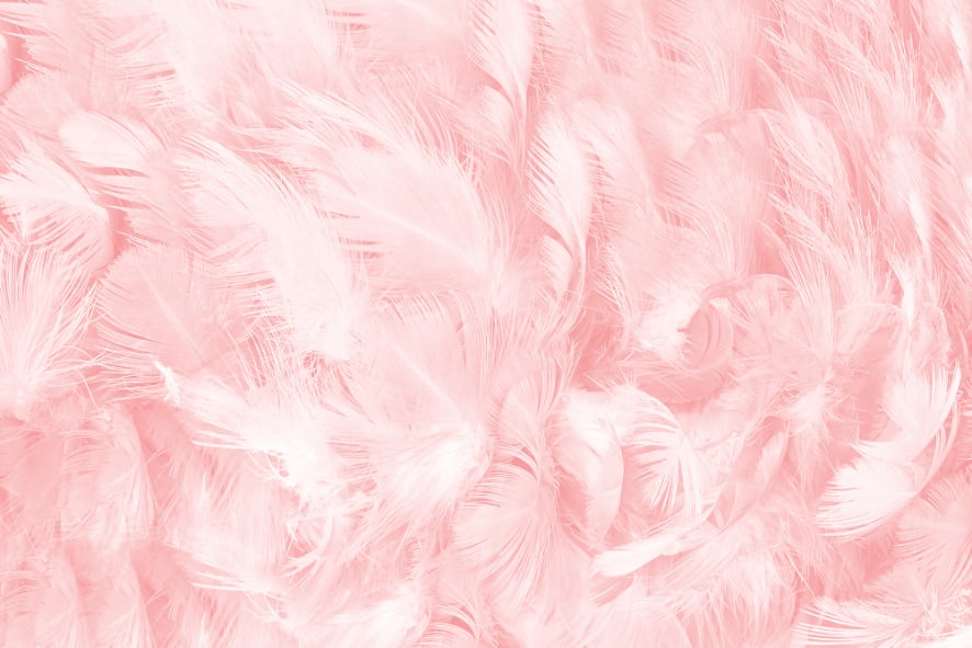 Soft Pink Vintage Color Trends Feather Wallpaper