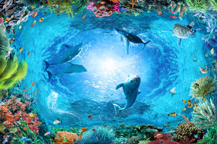 Tranquility Aqua Blue Dolphin Wallpaper