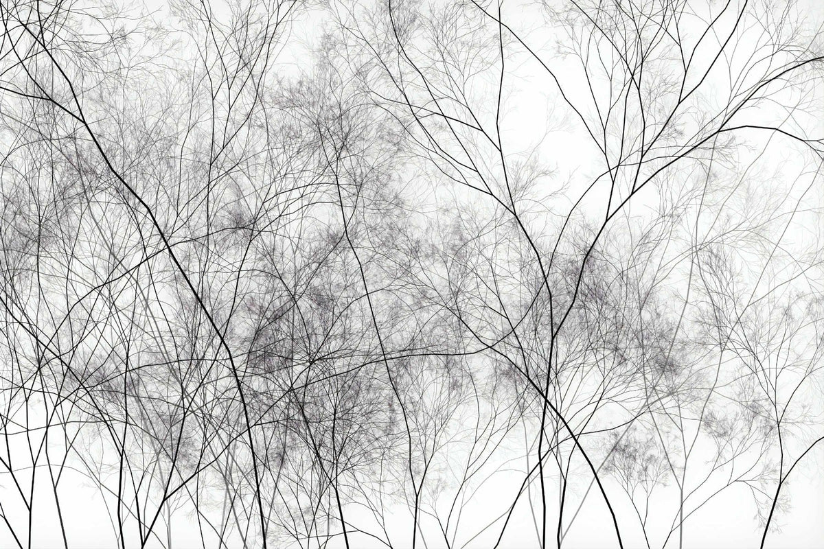 Tree Veins Art Wallpaper Murals