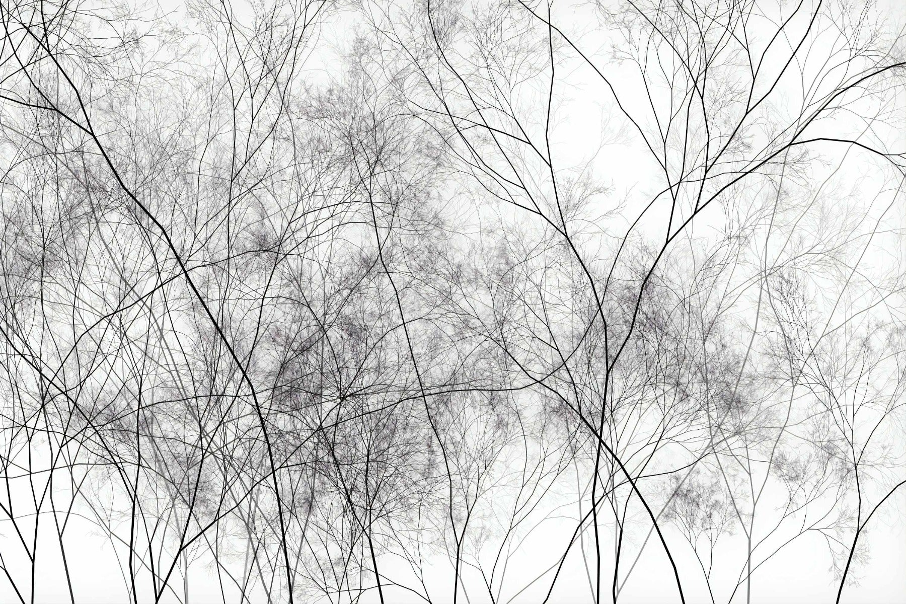 Tree Veins Art Wallpaper Murals