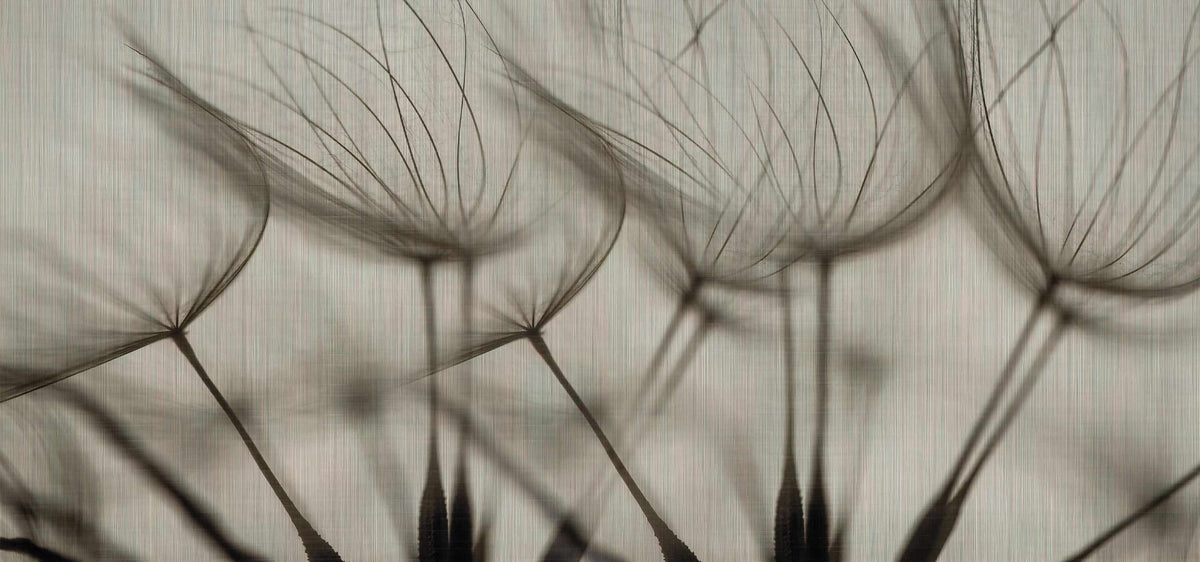 Dandelion Breeze Wallpaper Mural in your room — zoomed