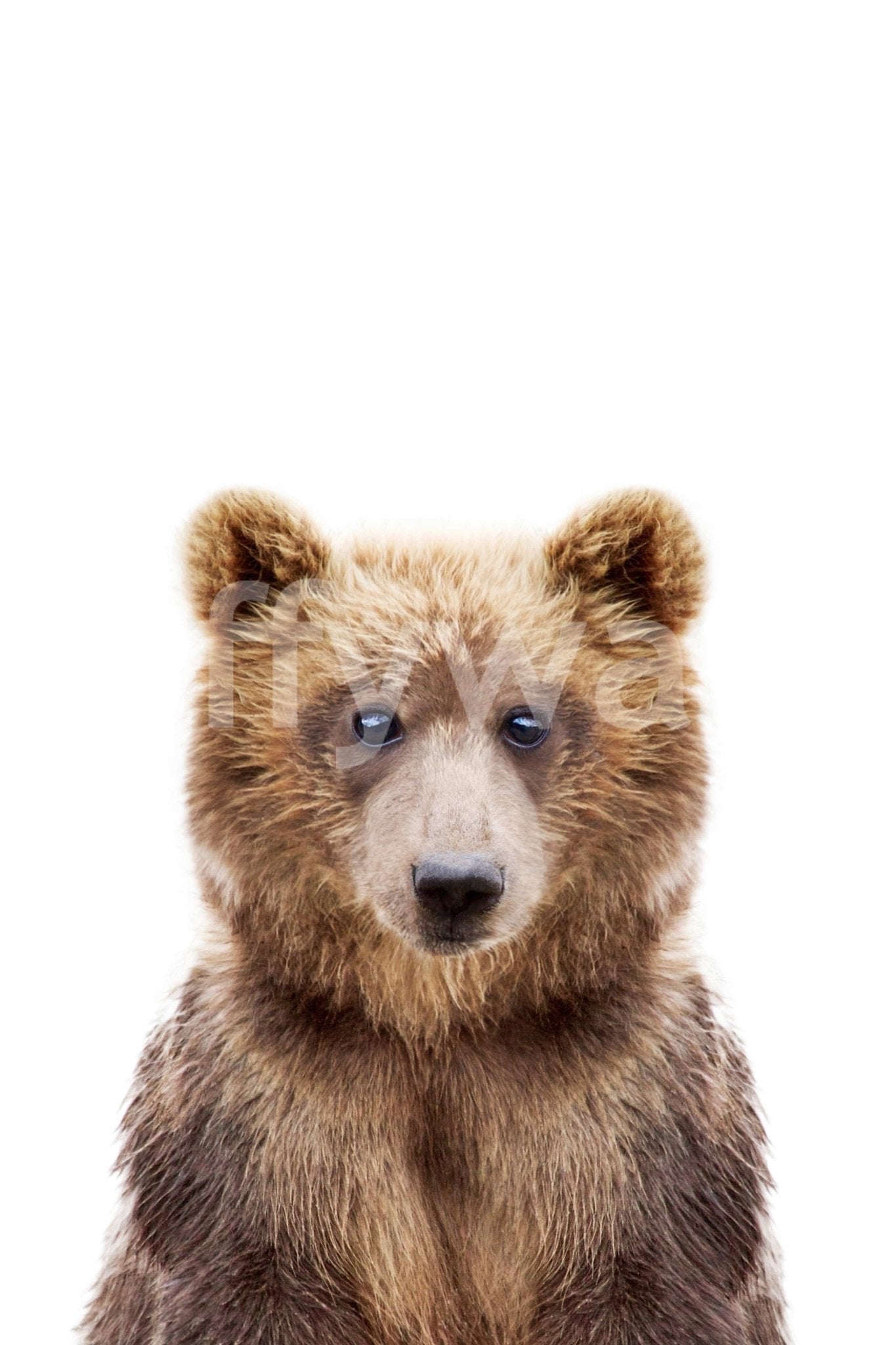 Curious bear cub looking forward

