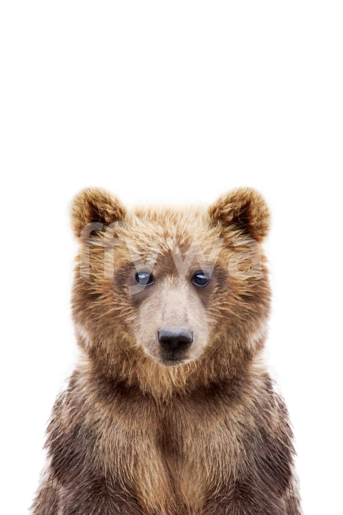 Soft brown bear wall design

