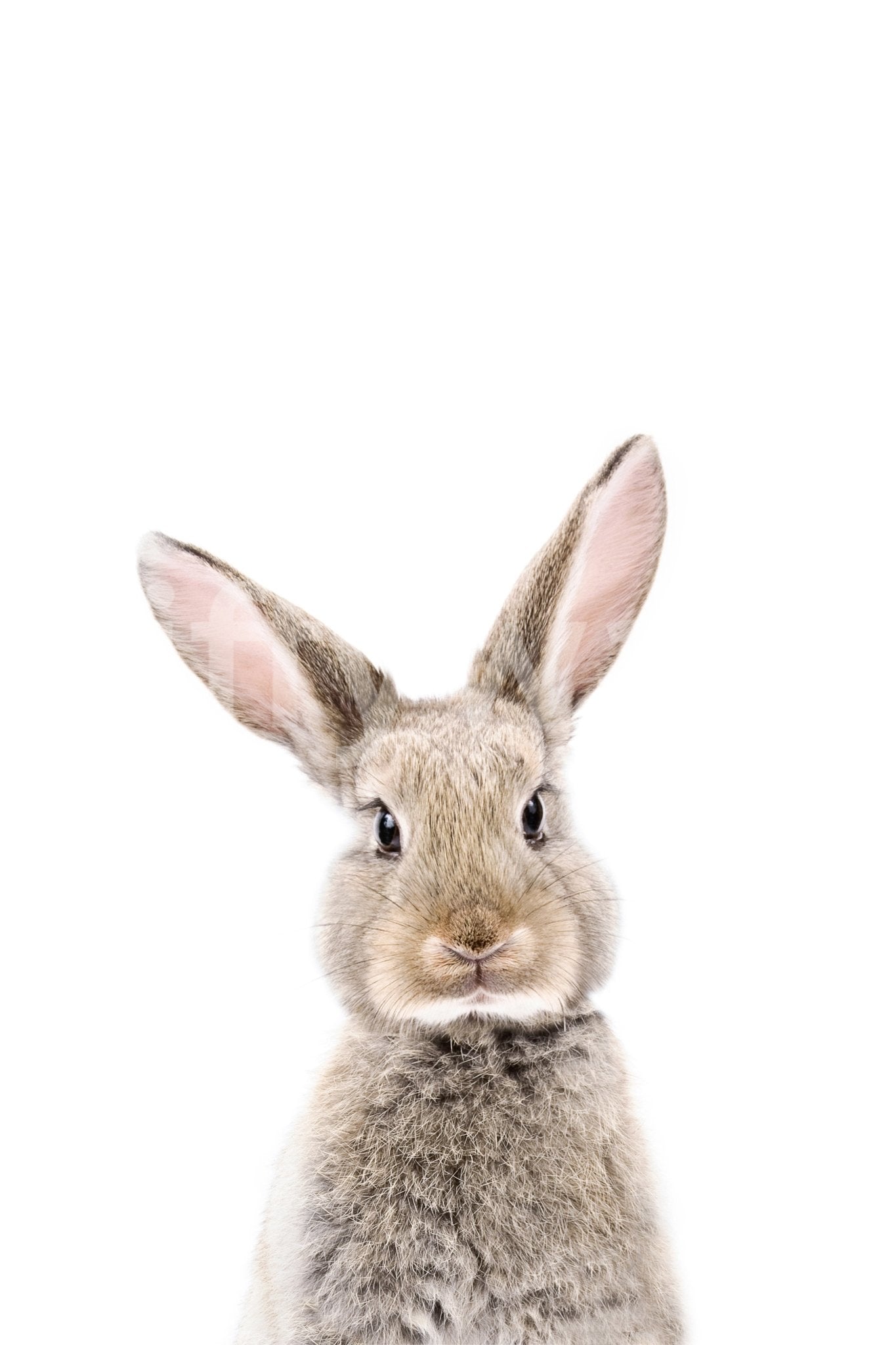 Calm and sweet bunny wall mural

