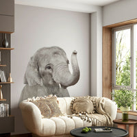 Baby elephant isolated on white GD290

