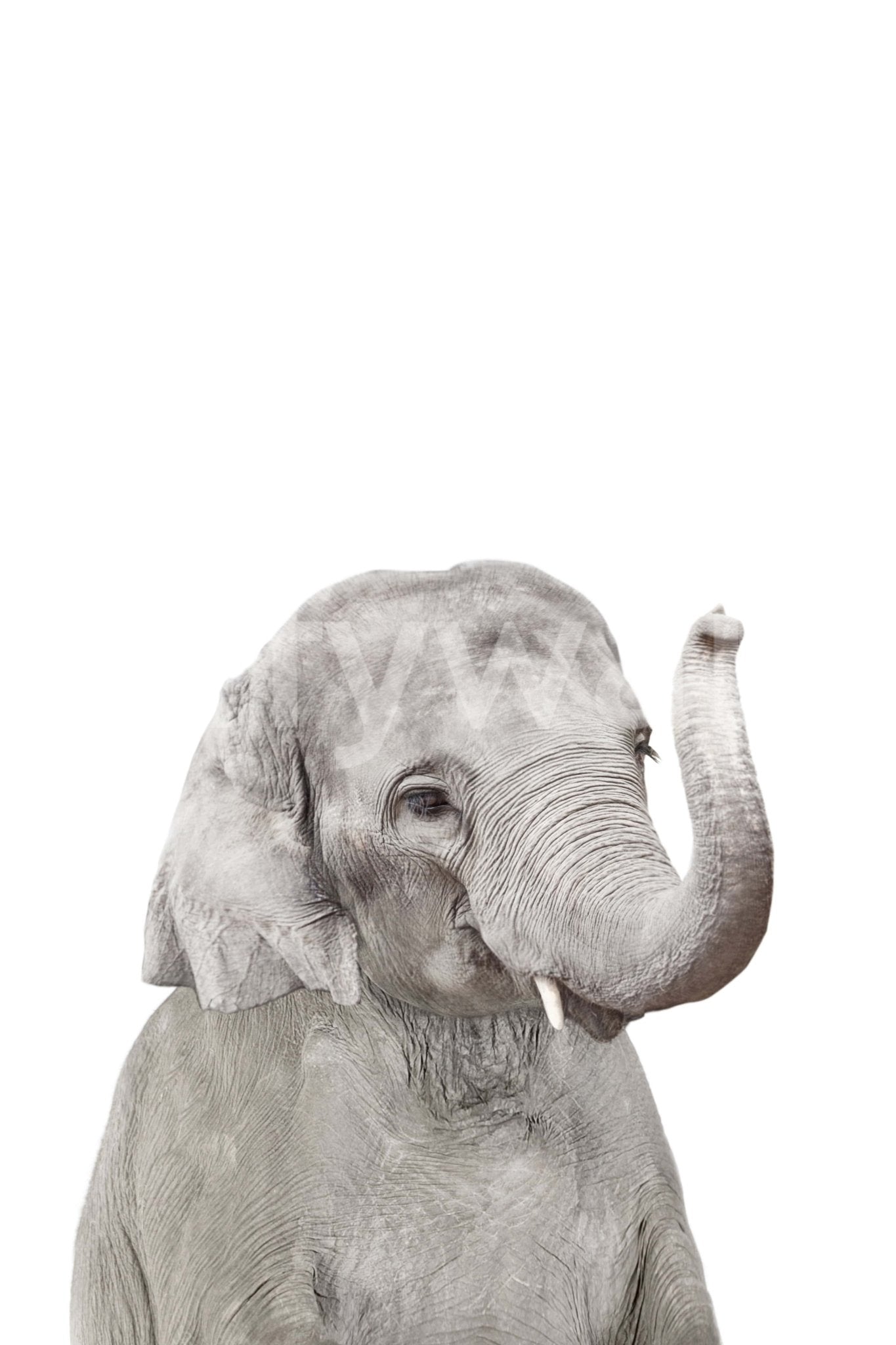 Friendly baby elephant picture GD290

