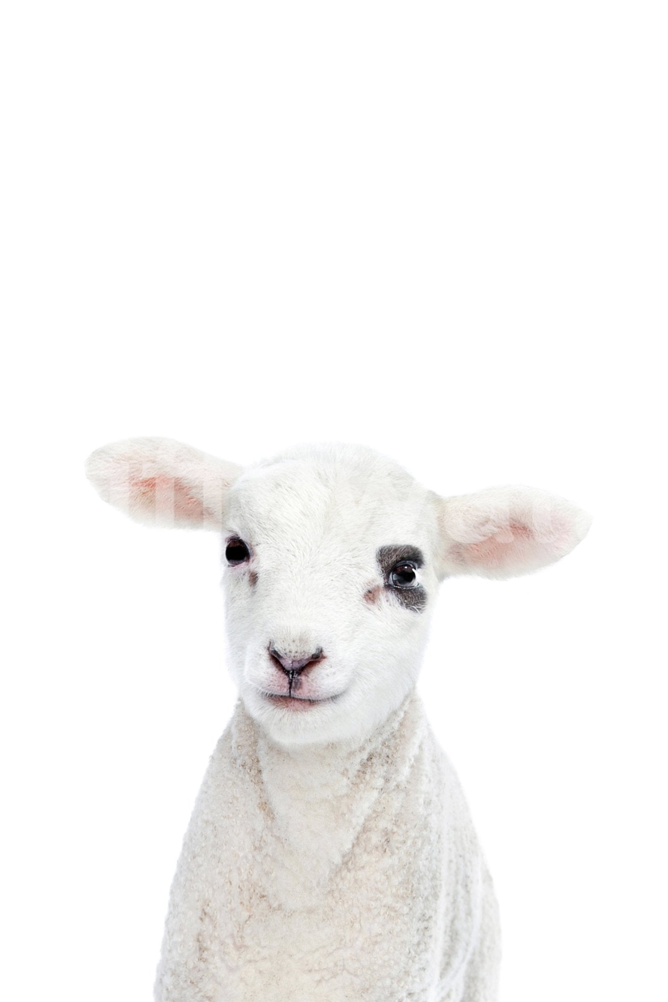 Warm baby lamb wallpaper for walls
