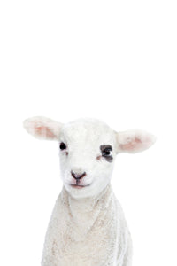 Warm baby lamb wallpaper for walls
