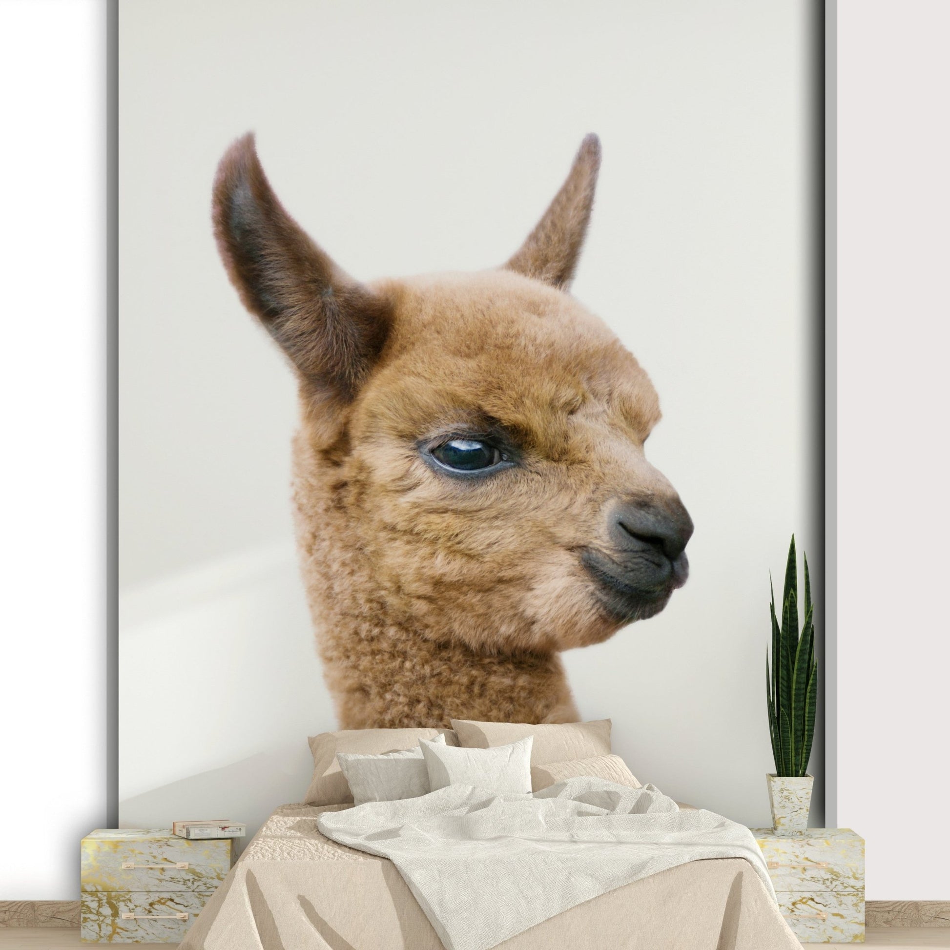 Brown baby llama with gentle eyes

