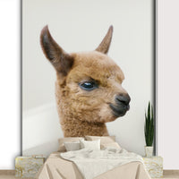 Brown baby llama with gentle eyes

