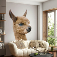 Newborn llama profile high quality

