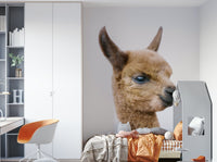 Baby llama portrait on white background

